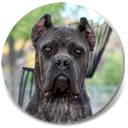 Beauty, Blue Brindle Female Cane Corso 