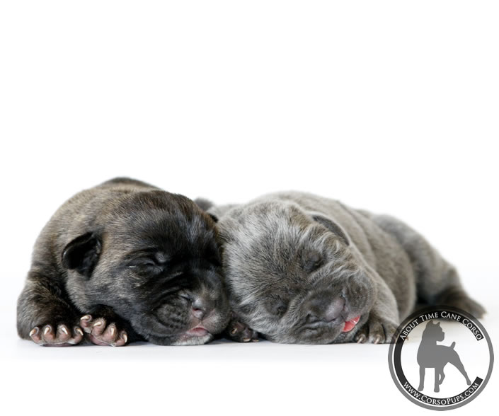 About Time Cane Corso Italiano - Genuine Versality!