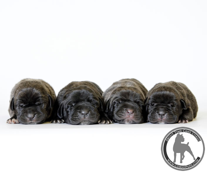 About Time Cane Corso Italiano - Genuine Versality!