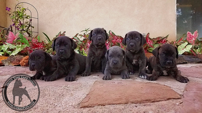 About Time Cane Corso Italiano - Genuine Versality!