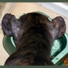 Cane Corso with bad ear crop, wrong shape