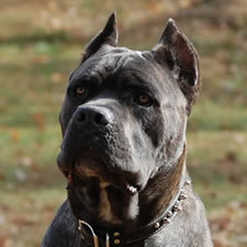 Grey Cane Corso with cropped ears