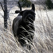 Cane Corso with Un-Docked Tail